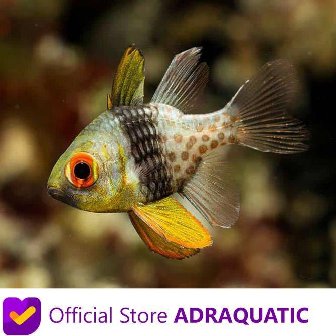 IKAN HIAS AIR LAUT CAPUNGAN MATA MERAH PAJAMA CARDINALFISH