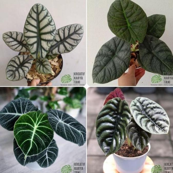Tmn- Tanaman Hias Alocasia - Macam Macam Jenis Tanaman Hias Alocasia
