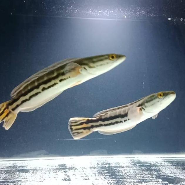 [SF] Ikan Toman Channa Micropeltes Ikan Hias Ikan Predator