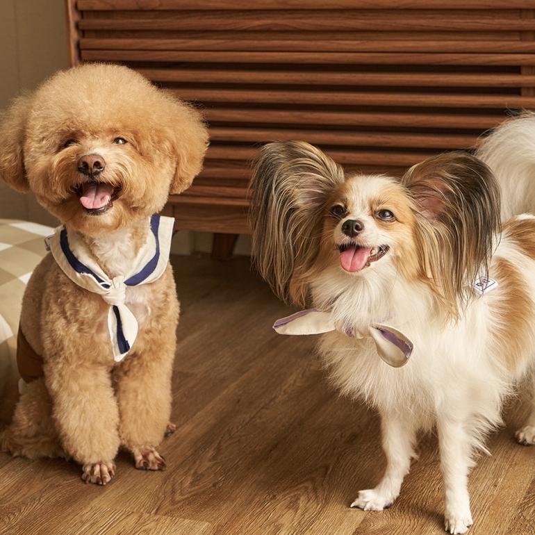 [SF] The Twilly Scarf 2.0 : Back to School Collection | Baju Aksesoris Scarf Bandana Anjing Kucing