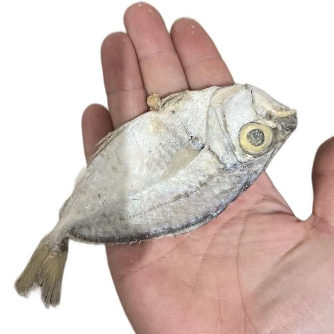 Kress- Ikan Asin Petek ( Pepetek) Ikan Asin Enak Asin Gurih Kering