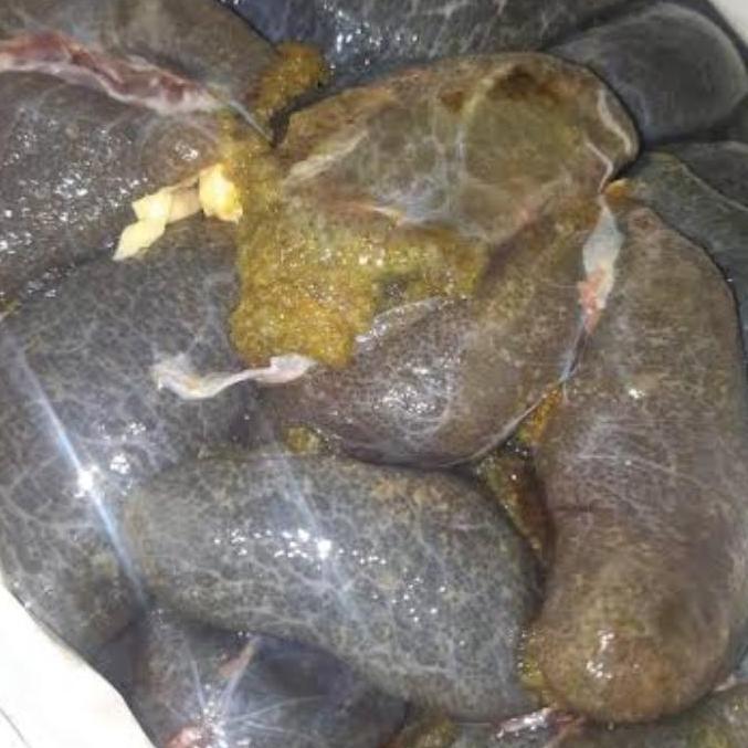 umpan pancing galatama telur lele murah banget