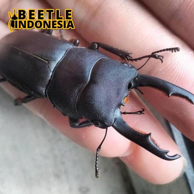 Allthebest- Peliharaan kumbang capit-Dorcus Taurus-serangga kumbang