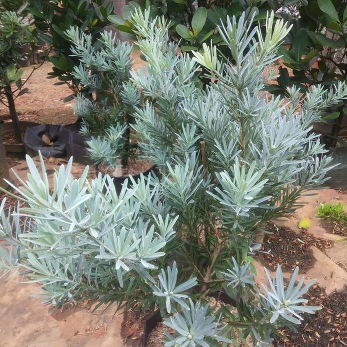 tanaman hias lohansung silver blue ice - original