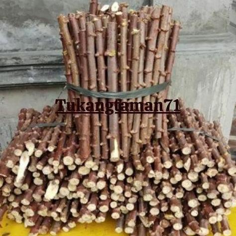Bibit pohon Singkong mentega singkong kuning isi 100 batang plus bonus