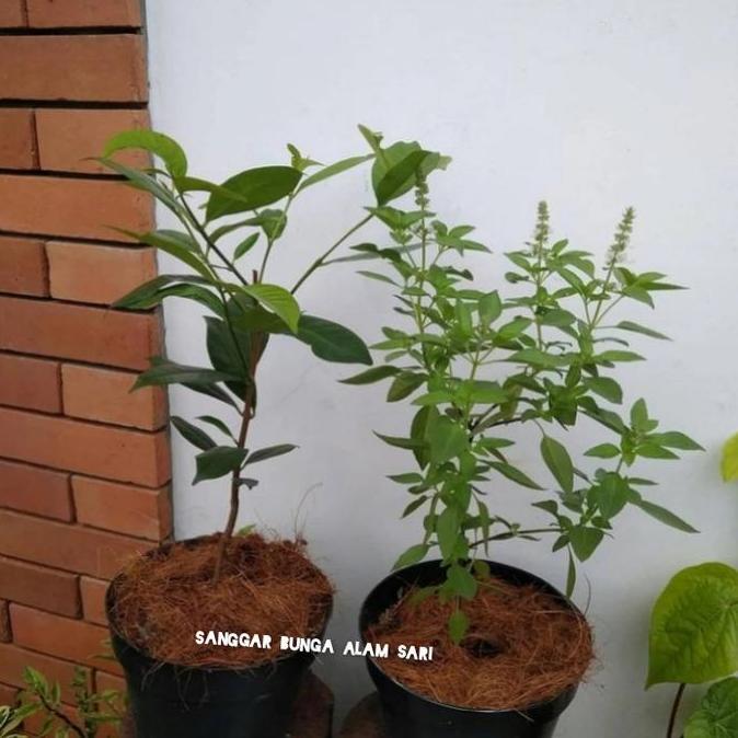 PAKET HEMAT 2 TANAMAN BUMBU DAPUR POHON SALAM / KEMANGI + POT HITAM