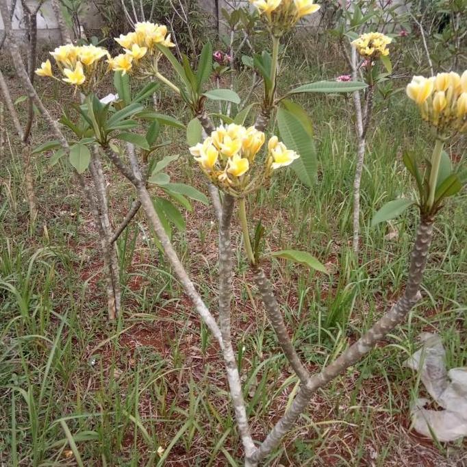 Tanaman hias. pohon kamboja bali, bunga kuning tinggi 1 meter.