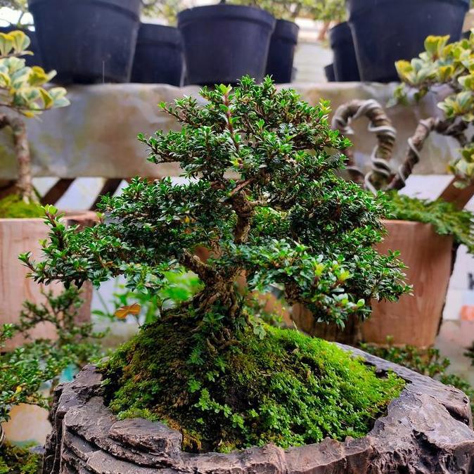 bonsai seribu bintang micro akar ekspose besar