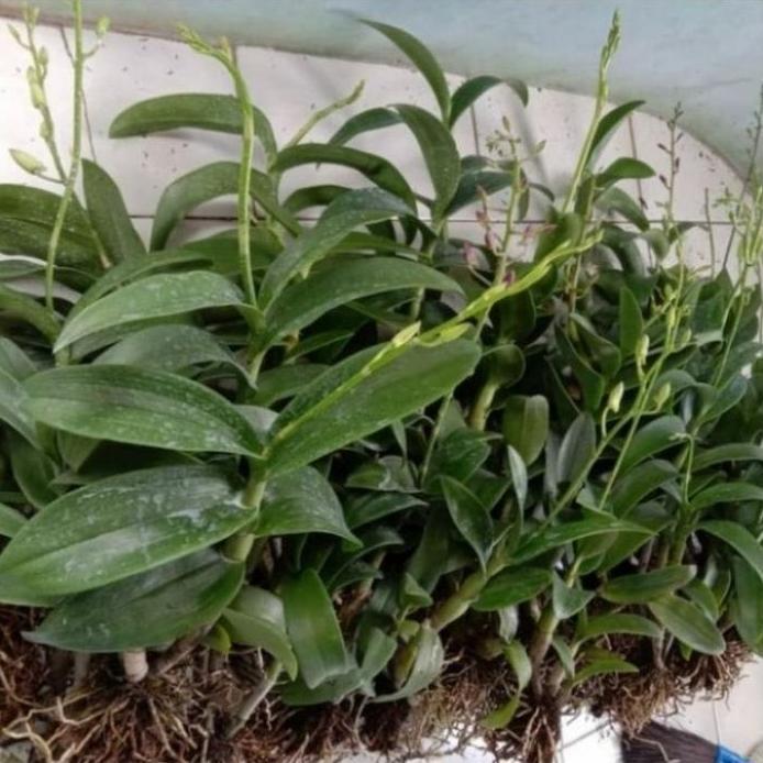 Anggrek Dendrobium Mored Blue Spike - Anggrek Dendrobium Spike