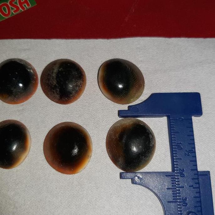 sepaket 10pcs keong buntet asli alam