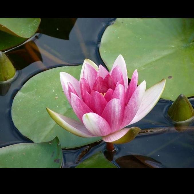 bunga teratai air / tanaman teratai air