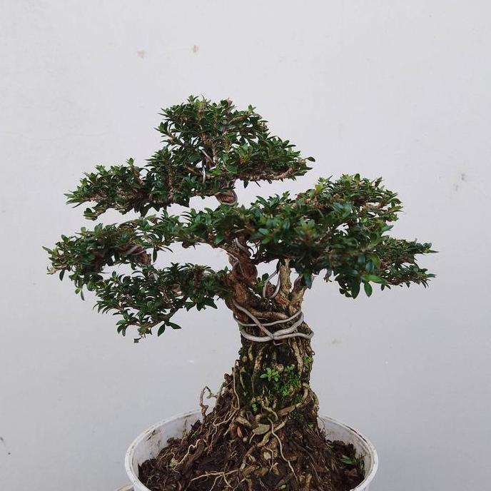 bonsai murah promo 3jenis bonsai jadi