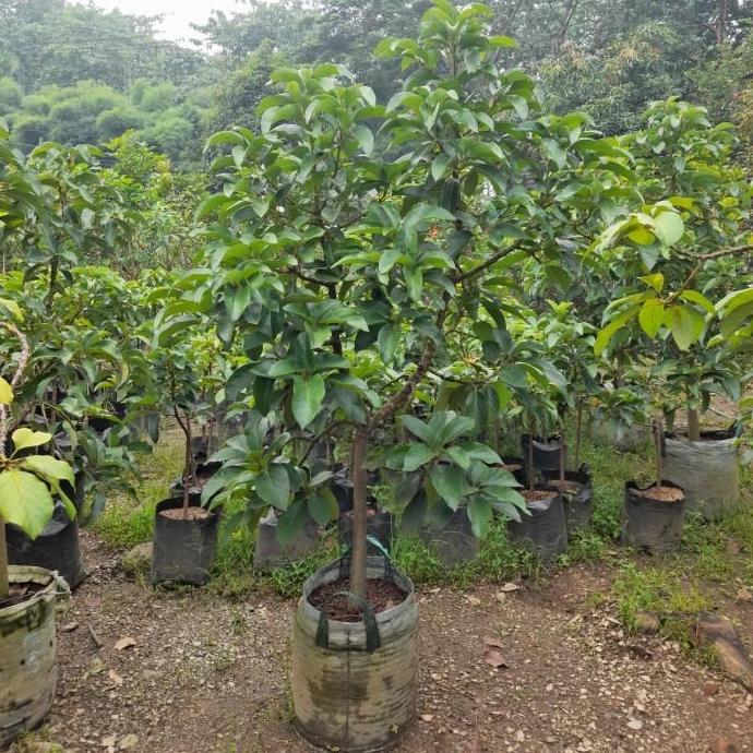 pohon buah alpukat miki tinggi 2m - bibit alpukat miki siap berbuah