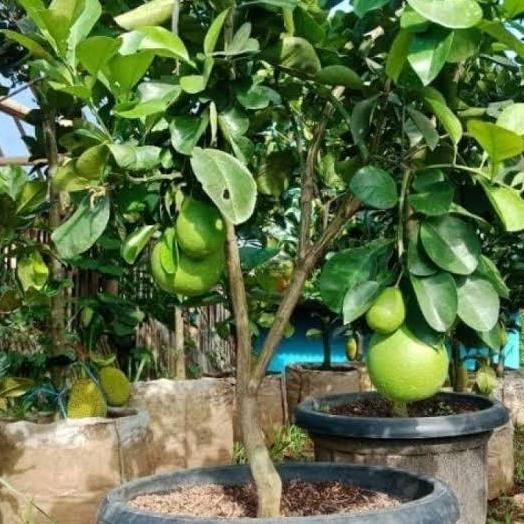 bibit jeruk Bali pamelo pohon jeruk Bali buah jeruk bali