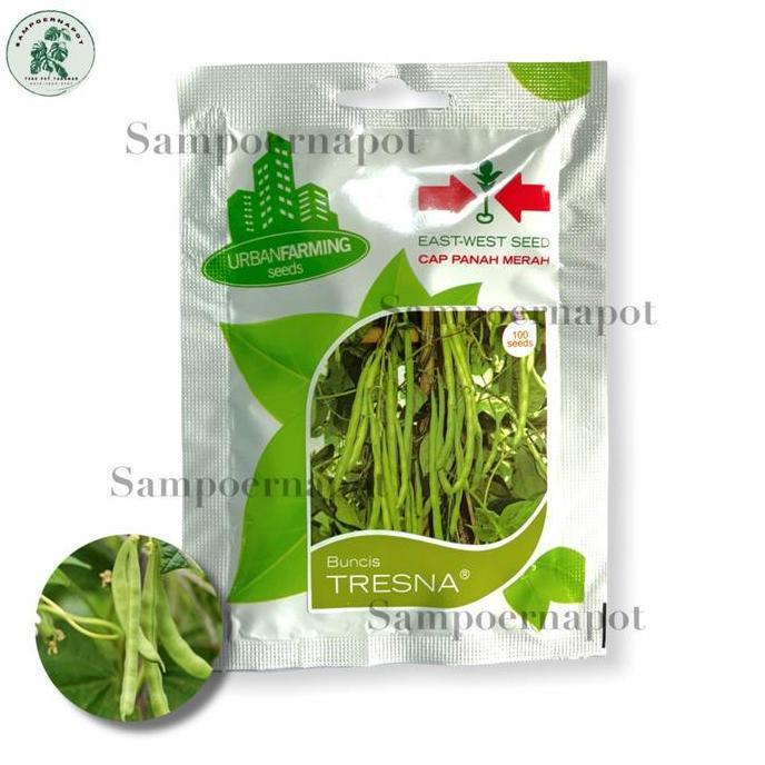 Benih Bibit Buncis Tresna Cap Panah Merah - BUNCIS TRESNA EAST WEST SEED