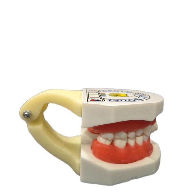 Dental Supply Group Model Gigi Pelatihan Ortho Wax Dental Study Model Typodont Orthodontic Gusi Mala