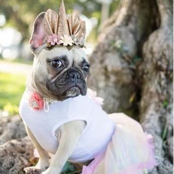 Ready Topi Headband Anjing Unicorn / Pet Unicorn Headwear Costume