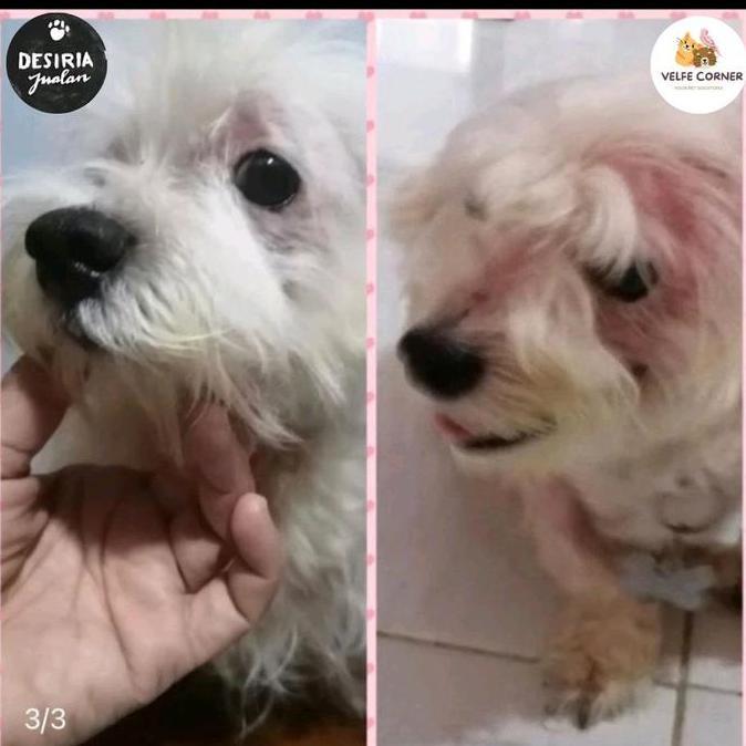 SHAMPO ANTI JAMUR Shampo Anak Kosan anti Jamur Ampuh Kucing Anjing / Scabies / Demodex / Gatal2 / In