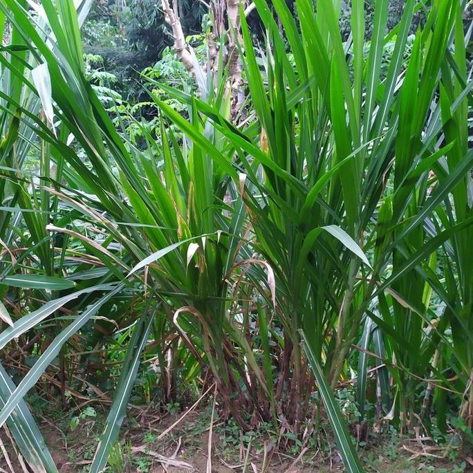 bibit rumput odot super odot jumbo super