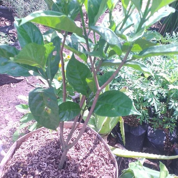 tanaman hias kacapiring polibek karung