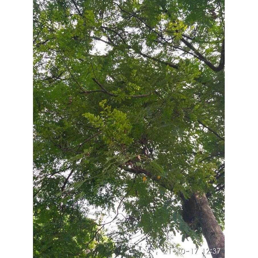 Biji benih saga pohon