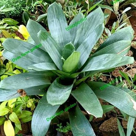 Tanaman Hias Bromelia Giant bromelia besar