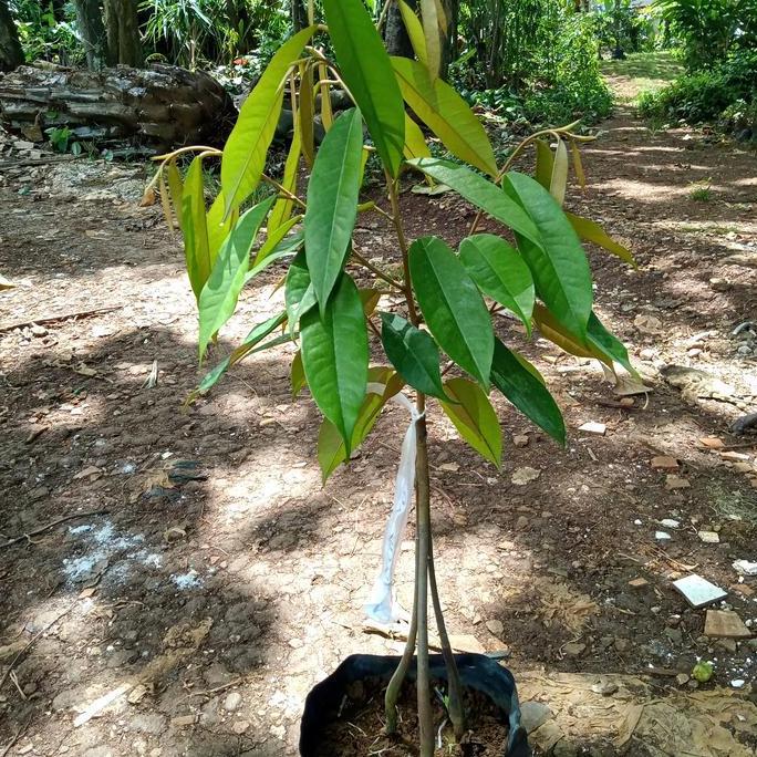 tanaman pohon buah duren musangking