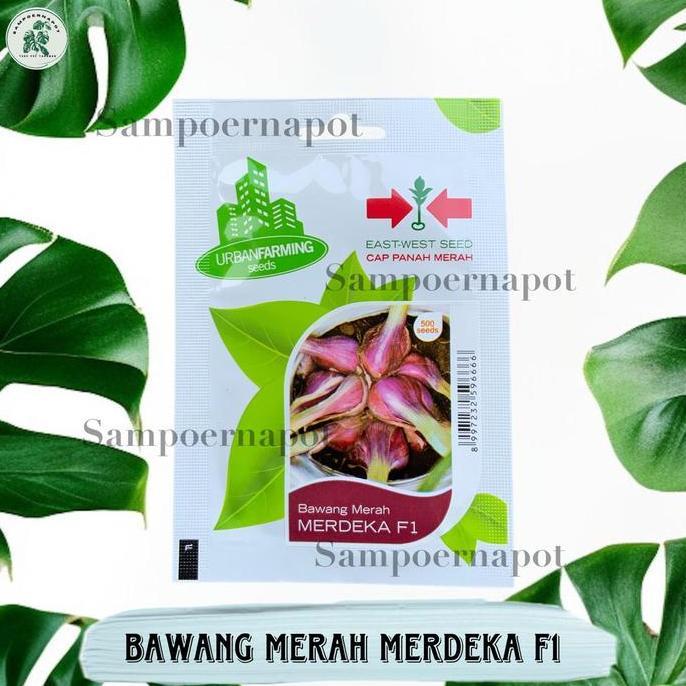 Benih Bibit Bawang Merah Merdeka F1 Cap Panah Merah - BAWANG MERAH MERDEKA F1 EAST WEST SEED