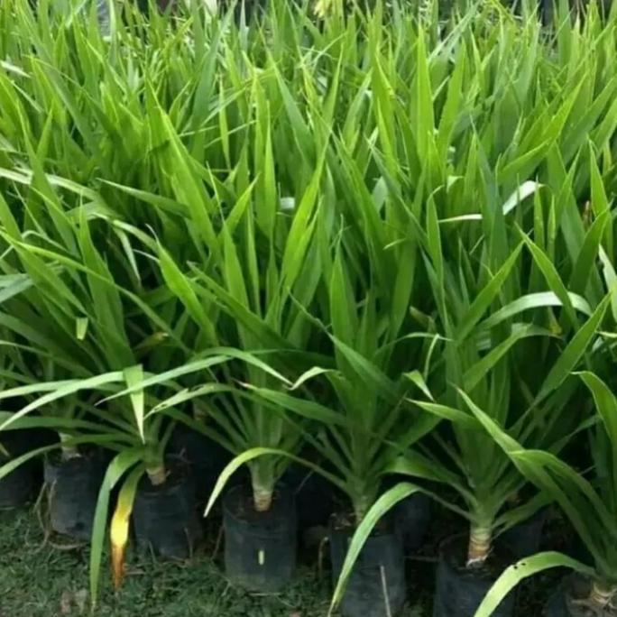 Tanaman Hias Pandan Bali Mudah Hidup Ramah Lingkungan Cocok untuk Penghias Ruangan Kamar atau Halama
