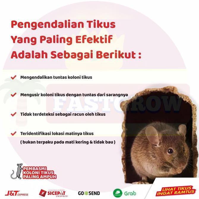 Cplokk- Racun Tikus Ramtus Ampuh Basmi Tikus