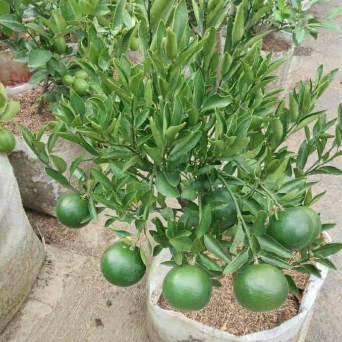 pohon jeruk medan berbuah