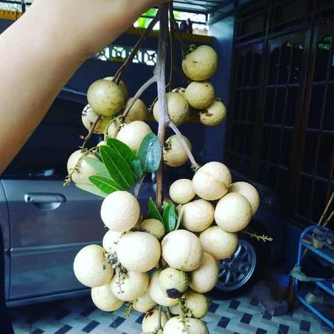 Bibit Buah Lengkeng Matalada Okulasi Ketinggian 50-Up Petani