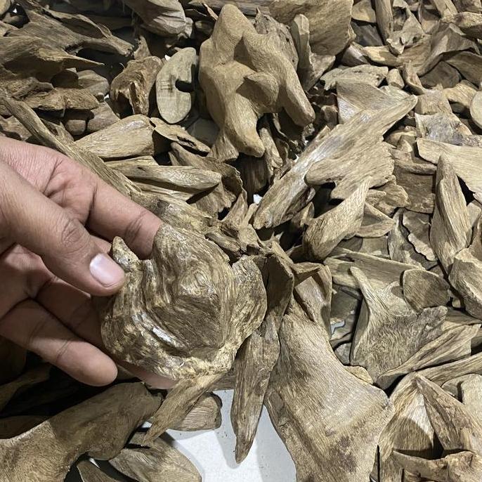 Kayu Gaharu tripel super merauke asgon