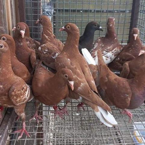 Willofbig- Burung Dara Biasa Hidup - Merpati Potong - Buy 2 Free Jagung Kristal