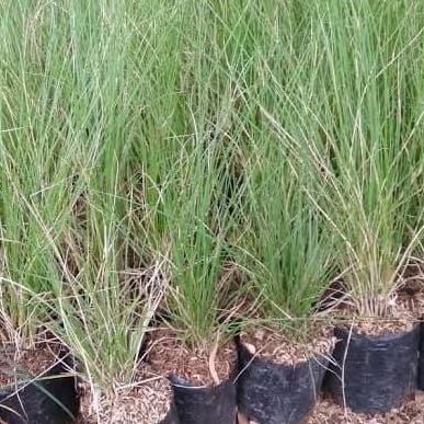 tanaman rumput ekor kuda / pohon ilalang buntut kuda super