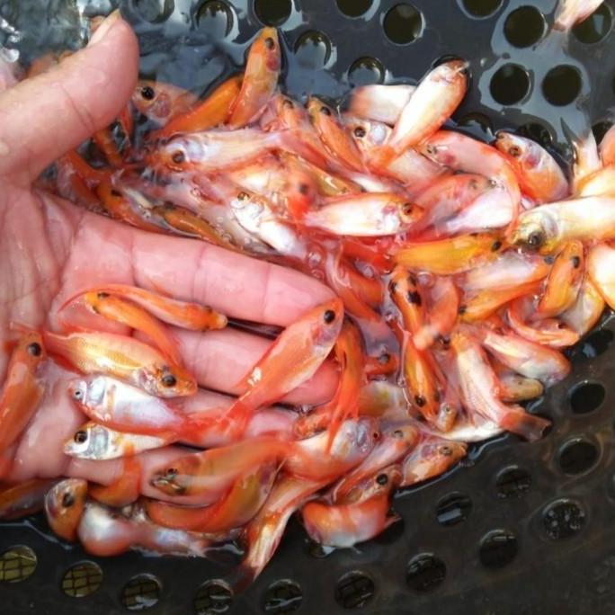 bibit ikan nila bangkok merah