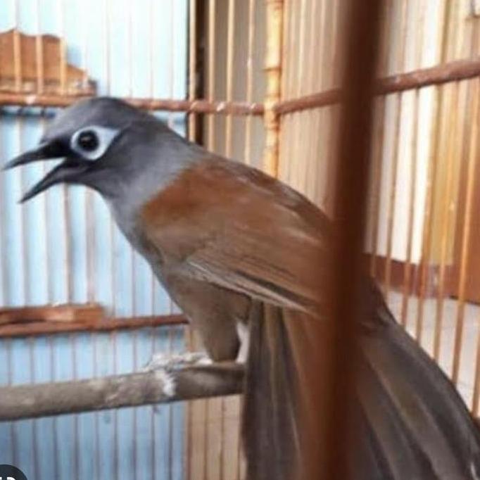 TERBARU Poksay mantel smtr