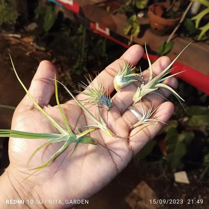 paket tillandsia