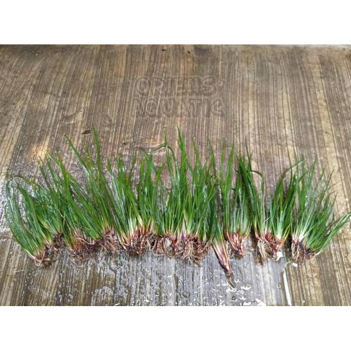 (Allthebest) Tanaman Paludarium/Terarium - Acorus Calamus