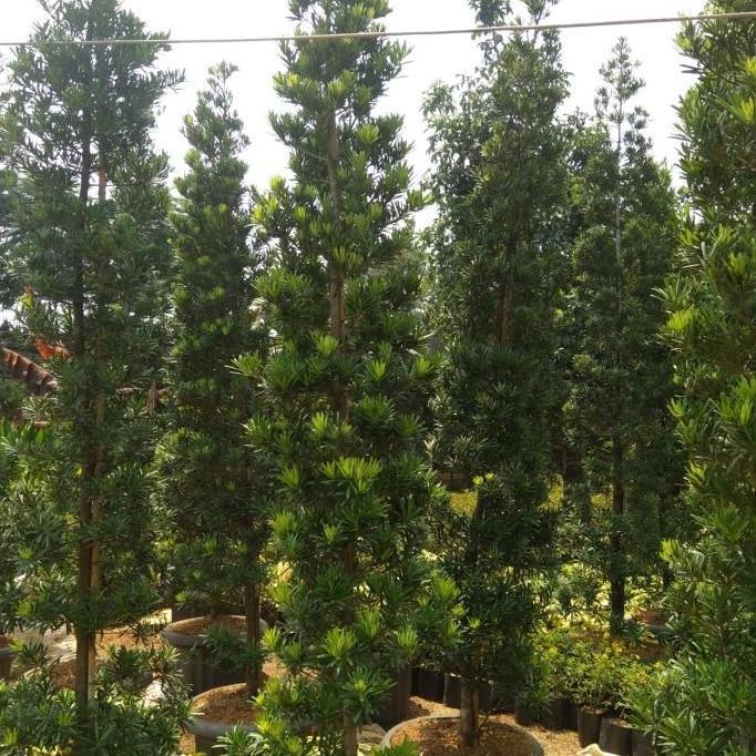 (Allthebest) Tanaman bibit lo han sung