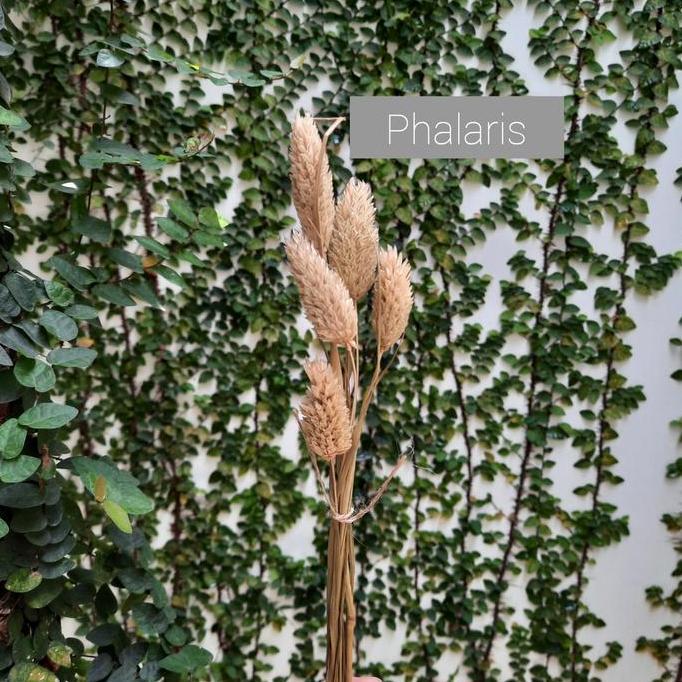 Lansungkirim- Bunga Hias / Bunga Kering / Bunga Bunny / Bunga Gandum