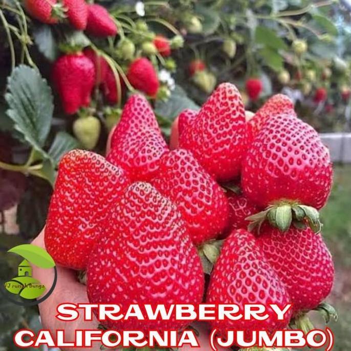 Benih buah strawberry california jumbo