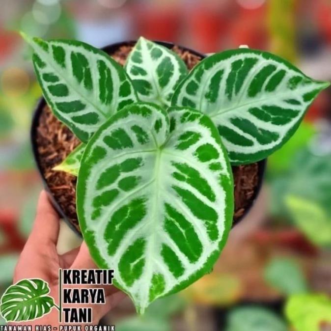 Anthurium Dorayaki Silver Blush - Dorayaki Silver Blush