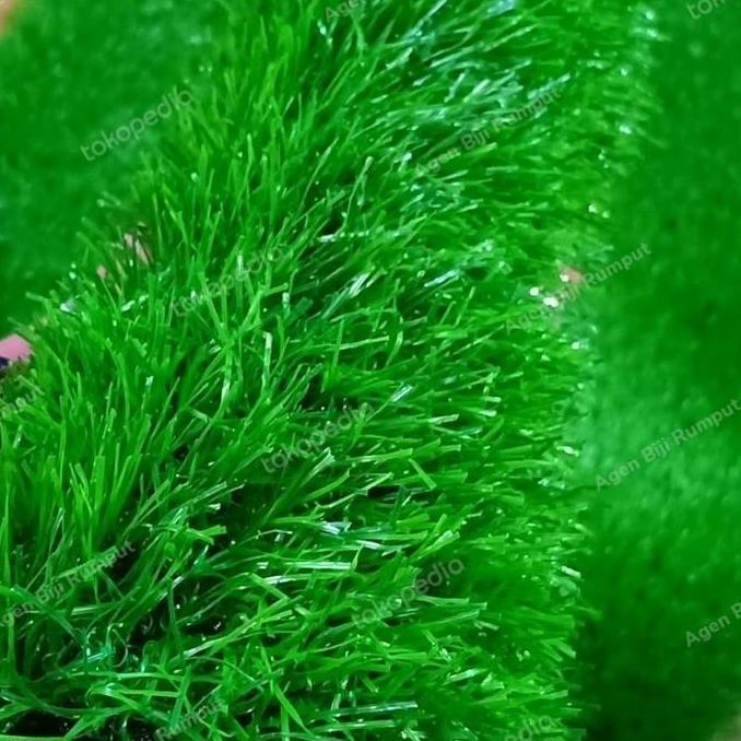 Rumput sintetis Swiss - Karpet sintesis Swiss 25x25cm