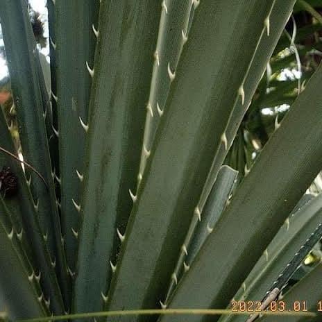 Daun pandan duri/pandan tikar.