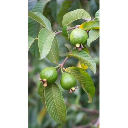 Tanaman Bibit Buah Jambu Kerikil- Bibit Buah - Tanaman Buah dalam Pot (Tabulampot) - Tanaman Pangan 