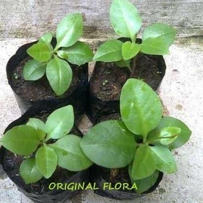Bibit Daun Binahong Bibit Binahong Pohon Binahong Anredera cordifolia