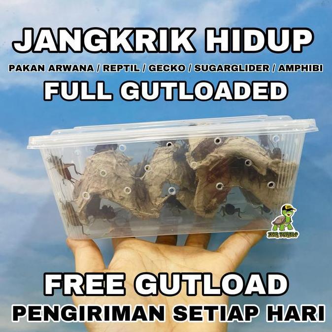 bayangkarashop - jangkrik hidup full gutload pakan reptil gecko arwana sugarglider kodok pacman