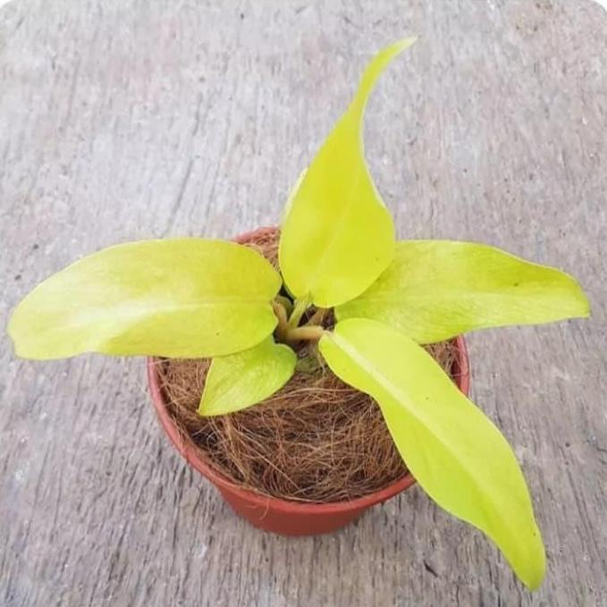 4 paket sirih gading / 4 jenis tanaman hias sirih gading