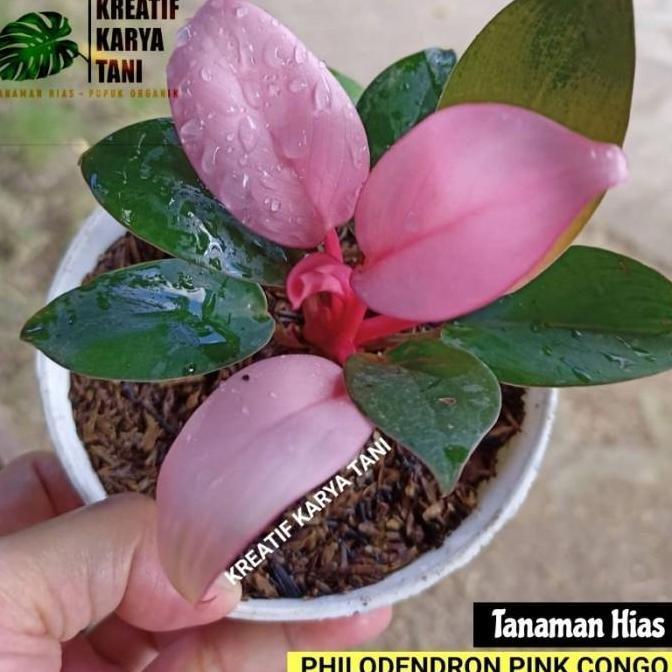 Tanaman hias philodendron pink congo - Philodendron pink congo